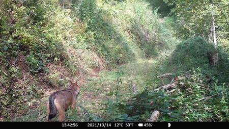 Volk na Pohorju LPN 1